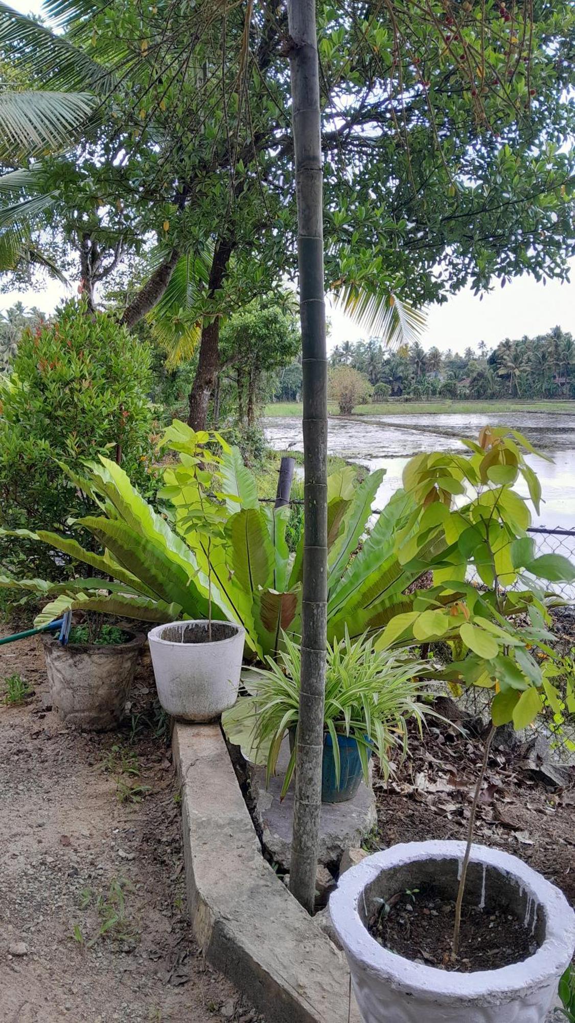 Field Island Villa - Ahangama Ngoại thất bức ảnh